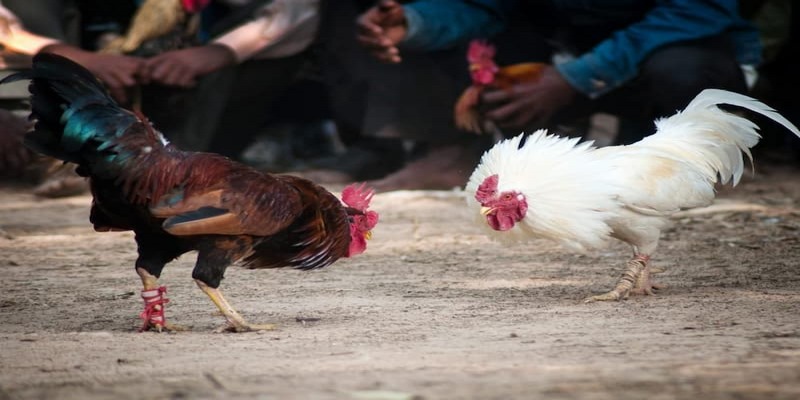 Luật chơi đá gà Thomo